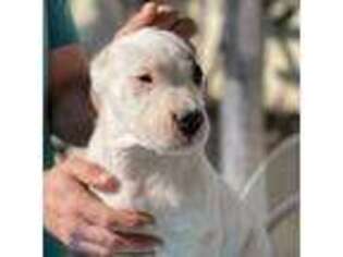 Dogo Argentino Puppy for sale in Newbury Park, CA, USA