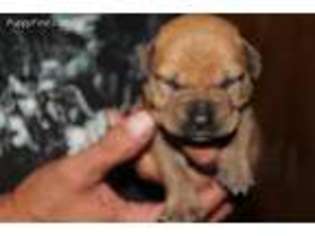 Bullmastiff Puppy for sale in Newport, VT, USA