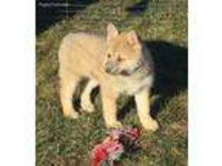 Siberian Husky Puppy for sale in Griswold, IA, USA