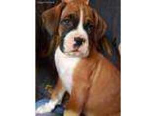 Boxer Puppy for sale in Campton, KY, USA