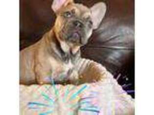 French Bulldog Puppy for sale in Wesley, AR, USA