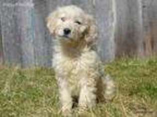 Goldendoodle Puppy for sale in Seymour, MO, USA