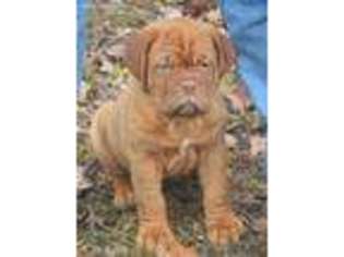 American Bull Dogue De Bordeaux Puppy for sale in West Plains, MO, USA