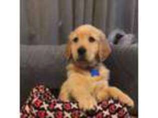 Golden Retriever Puppy for sale in Los Alamos, NM, USA