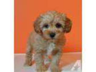 Goldendoodle Puppy for sale in GREENVILLE, OH, USA
