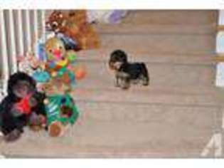Yorkshire Terrier Puppy for sale in KENT, WA, USA