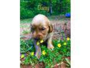 Golden Retriever Puppy for sale in Guthrie, OK, USA