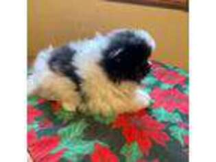 Pomeranian Puppy for sale in Springfield, IL, USA