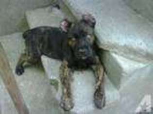 Mutt Puppy for sale in MARLBOROUGH, MA, USA