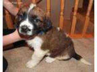 Saint Bernard Puppy for sale in Topeka, KS, USA