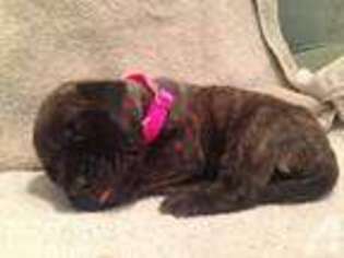 Mastiff Puppy for sale in MECHANICSVILLE, MD, USA