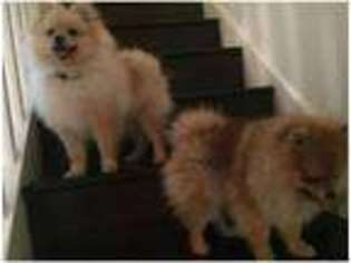 Pomeranian Puppy for sale in Manchester, Greater Manchester (England), United Kingdom