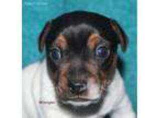 Jack Russell Terrier Puppy for sale in Seymour, TX, USA