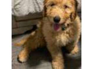 Goldendoodle Puppy for sale in Forest Park, GA, USA
