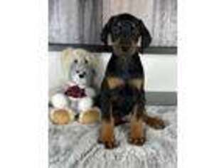 Doberman Pinscher Puppy for sale in Franklin, IN, USA