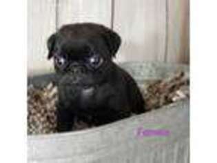 Pug Puppy for sale in Gold Hill, OR, USA