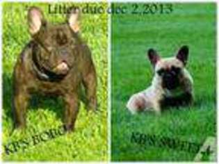French Bulldog Puppy for sale in FULTON, IN, USA