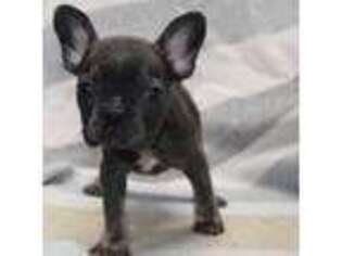 French Bulldog Puppy for sale in Hesperia, MI, USA