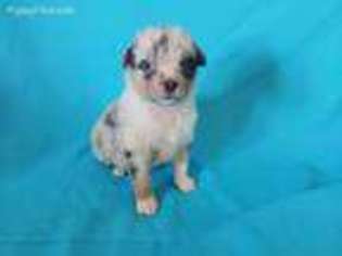 Australian Shepherd Puppy for sale in Loveland, CO, USA