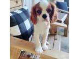 Cavalier King Charles Spaniel Puppy for sale in Sutherland Springs, TX, USA