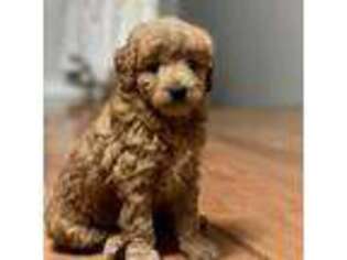 Goldendoodle Puppy for sale in Morehead, KY, USA