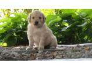Golden Retriever Puppy for sale in Bethel, PA, USA