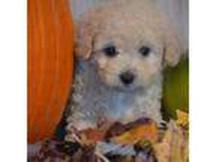 Mutt Puppy for sale in Cocolalla, ID, USA