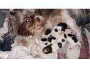 Mal-Shi Puppy for sale in Nine Mile Falls, WA, USA
