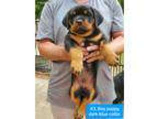 Rottweiler Puppy for sale in Baytown, TX, USA