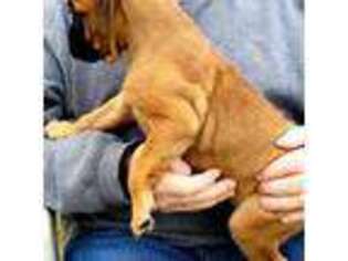 Boxer Puppy for sale in Spokane, WA, USA