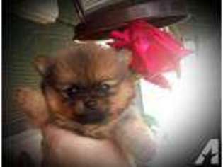 Pomeranian Puppy for sale in LAKE STEVENS, WA, USA