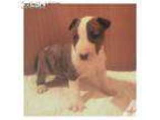 Bull Terrier Puppy for sale in WAYNESBORO, TN, USA