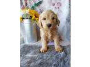 Labradoodle Puppy for sale in Yoder, CO, USA