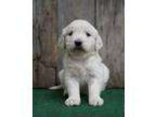 Golden Retriever Puppy for sale in Dundee, OH, USA