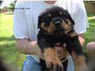 Rottweiler Puppy for sale in Decatur, IN, USA