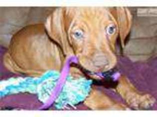 Vizsla Puppy for sale in Victoria, TX, USA