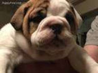 Bulldog Puppy for sale in Hannibal, MO, USA