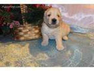 Golden Retriever Puppy for sale in Kentland, IN, USA