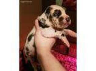 Great Dane Puppy for sale in Durant, OK, USA