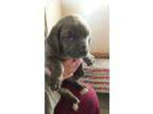 Cane Corso Puppy for sale in Ossian, IN, USA