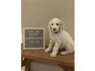 Labradoodle Puppy for sale in Groveland, FL, USA