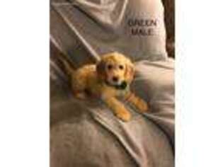 Goldendoodle Puppy for sale in Athens, OH, USA