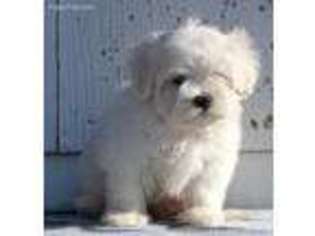 Maltese Puppy for sale in Fountain City, IN, USA