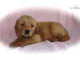 Golden Retriever Puppy for sale in Fort Worth, TX, USA