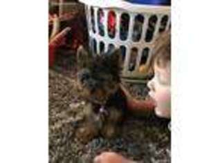 Yorkshire Terrier Puppy for sale in Dougherty, IA, USA