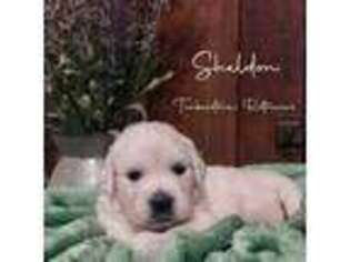 Golden Retriever Puppy for sale in Talking Rock, GA, USA