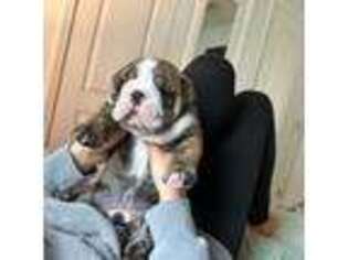 Bulldog Puppy for sale in Brunswick, GA, USA