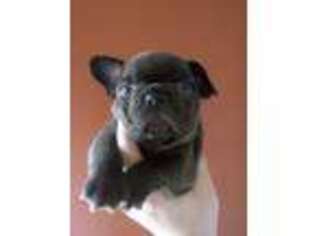 French Bulldog Puppy for sale in Council Bluffs, IA, USA