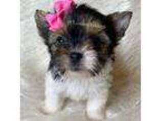 Yorkshire Terrier Puppy for sale in Perry Hall, MD, USA