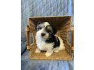 Coton de Tulear Puppy for sale in Leavittsburg, OH, USA